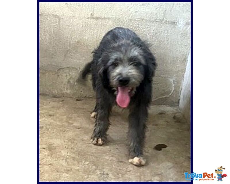 Laguna Giovane Aspetta la sua Famiglia - Foto n. 3