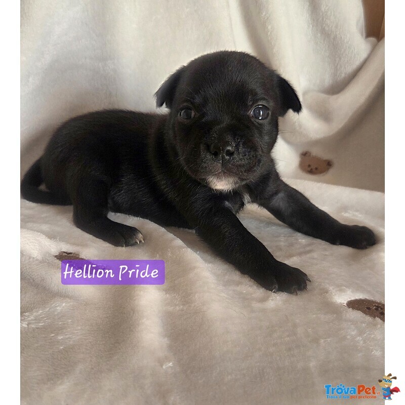 Staffordshire bull Terrier Cuccioli - Foto n. 1