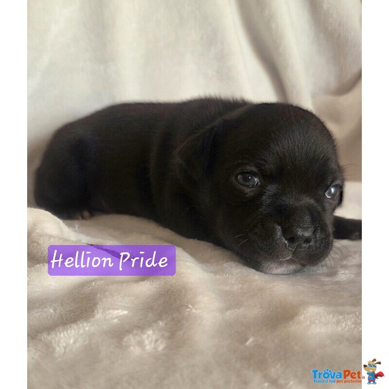 Staffordshire bull Terrier Cuccioli - Foto n. 3