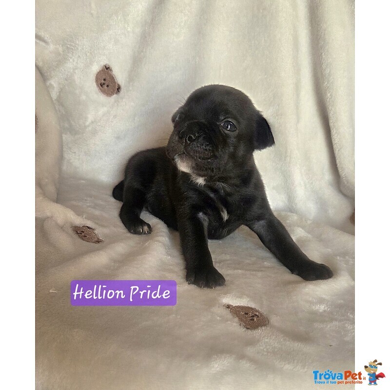 Staffordshire bull Terrier Cuccioli - Foto n. 4