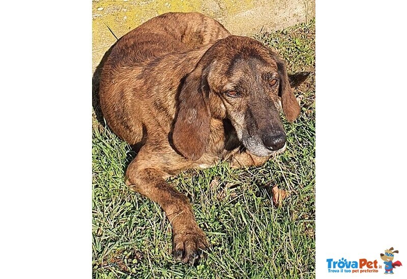 Nick Dolcissimo! Adatto a Tutti - Foto n. 1