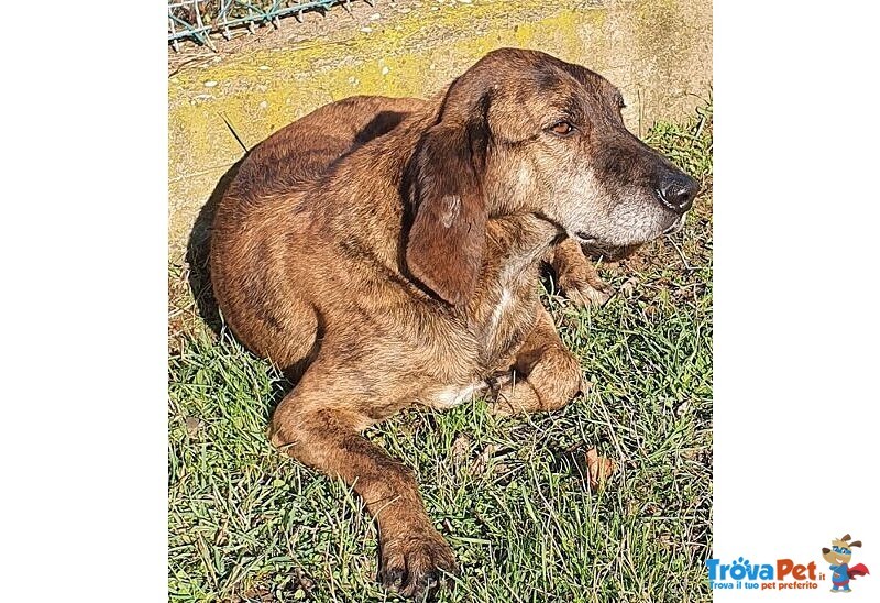 Nick Dolcissimo! Adatto a Tutti - Foto n. 2