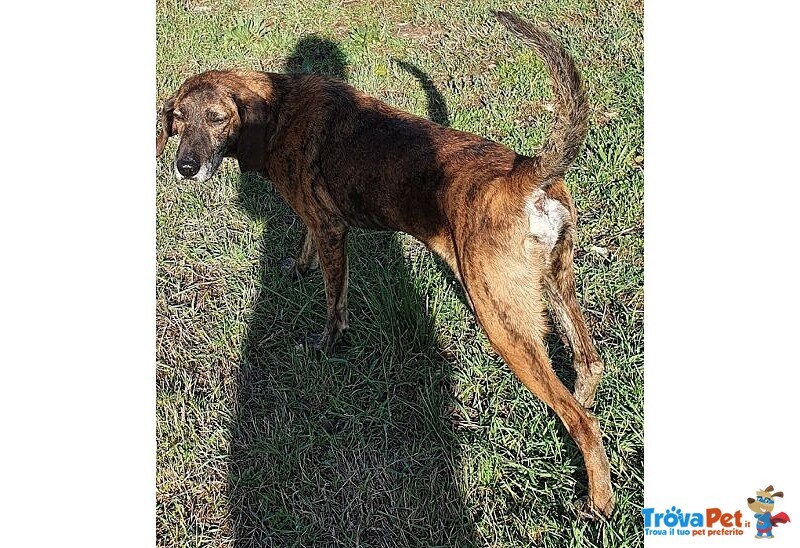 Nick Dolcissimo! Adatto a Tutti - Foto n. 4