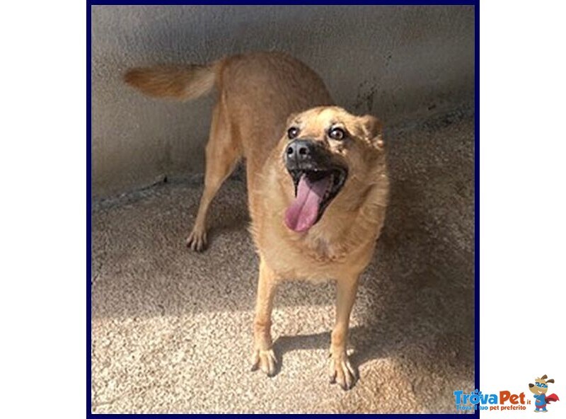 Bomber Nonnino con Tanta Voglia di Giocare e di una Casa! - Foto n. 2