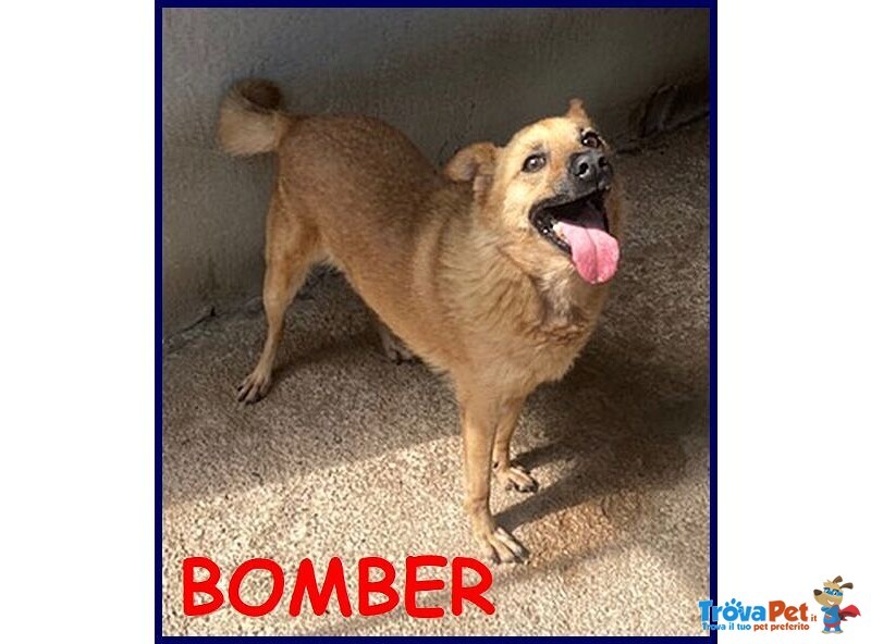 Bomber Nonnino con Tanta Voglia di Giocare e di una Casa! - Foto n. 3