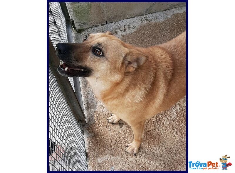 Bomber Nonnino con Tanta Voglia di Giocare e di una Casa! - Foto n. 1