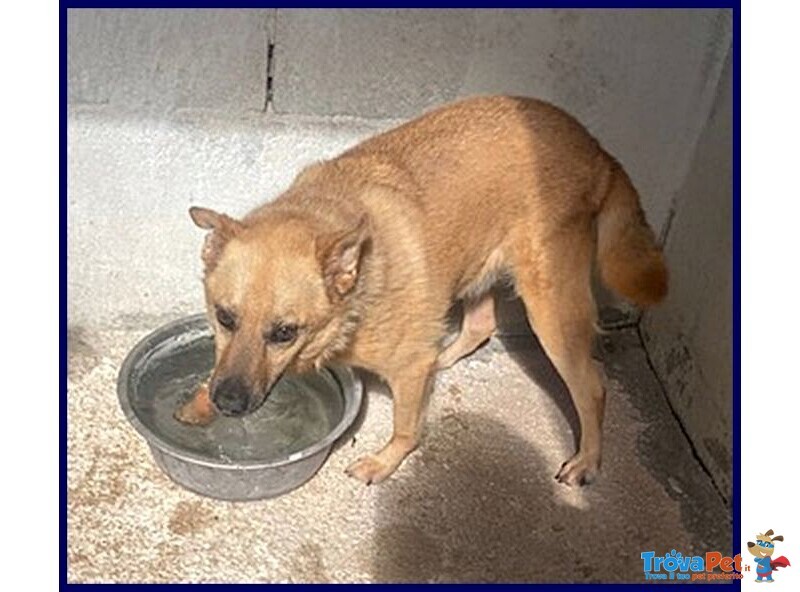 Bomber Nonnino con Tanta Voglia di Giocare e di una Casa! - Foto n. 4