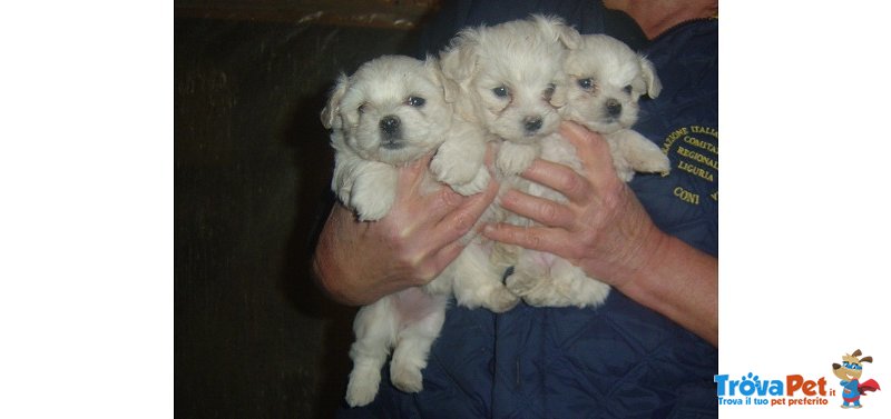 Cuccioli Maltese - Foto n. 1