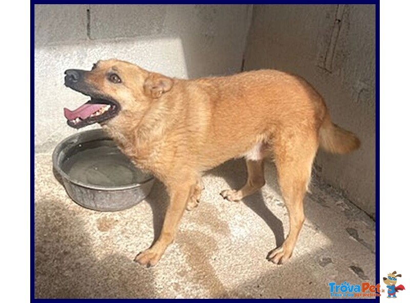 Bomber Nonnino con Tanta Voglia di Giocare e di una Casa! - Foto n. 6