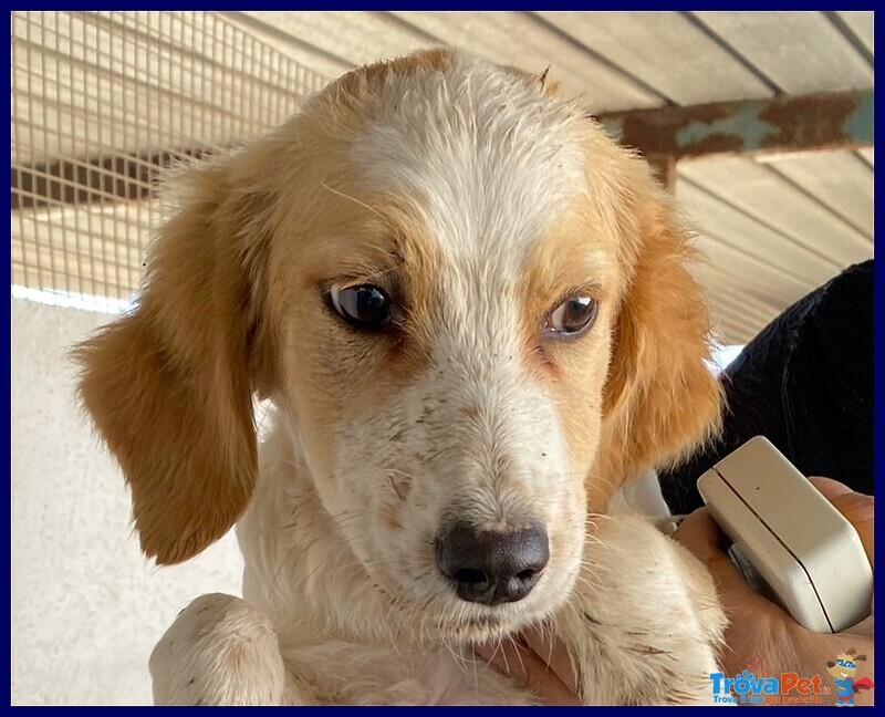 Miami 3-4anni Abbandonato - tg Mediopicc. - Foto n. 1