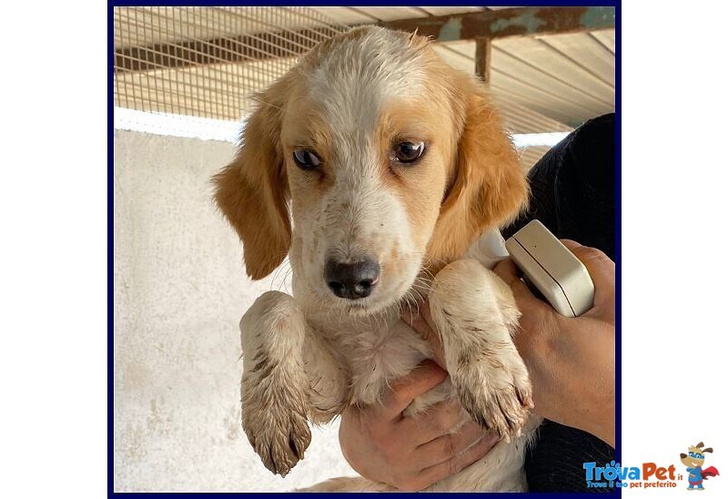 Miami 3-4anni Abbandonato - tg Mediopicc. - Foto n. 2