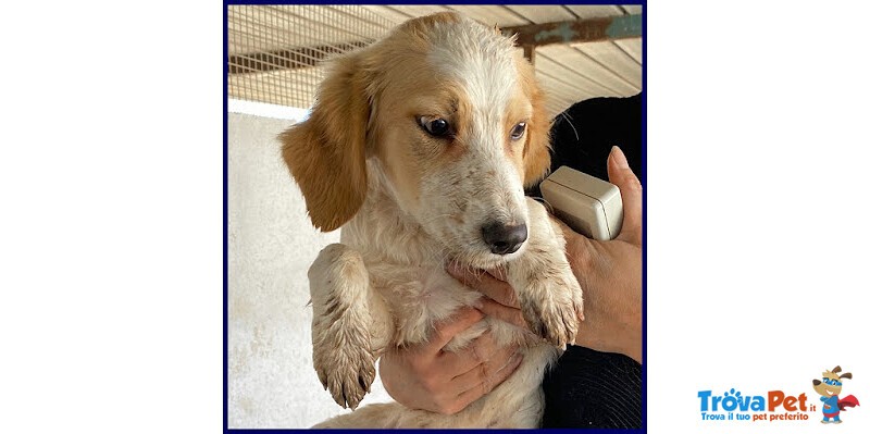 Miami 3-4anni Abbandonato - tg Mediopicc. - Foto n. 3