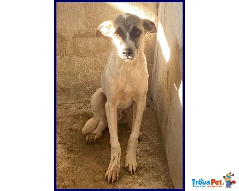 Roma sui 3 anni una Timidina - tg Contenuta - Foto n. 2