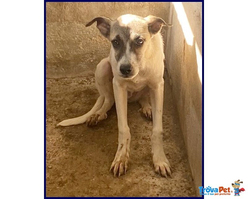 Roma sui 3 anni una Timidina - tg Contenuta - Foto n. 4