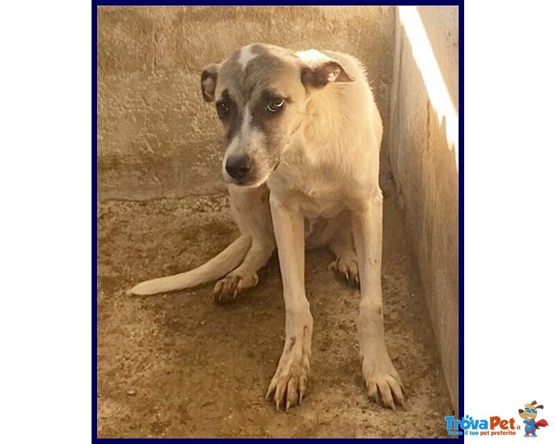 Roma sui 3 anni una Timidina - tg Contenuta - Foto n. 5