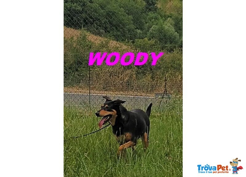 Woody sui 3anni una Bella Timidina! - Foto n. 3