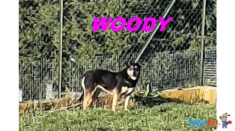 Woody sui 3anni una Bella Timidina! - Foto n. 4