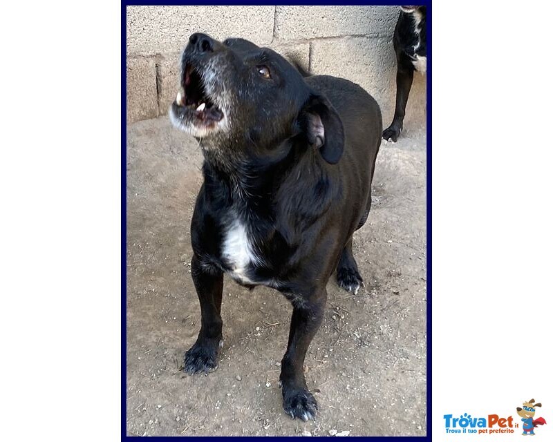 Sound sui 9 anni Festoso e Vuono - 10kg - Foto n. 3