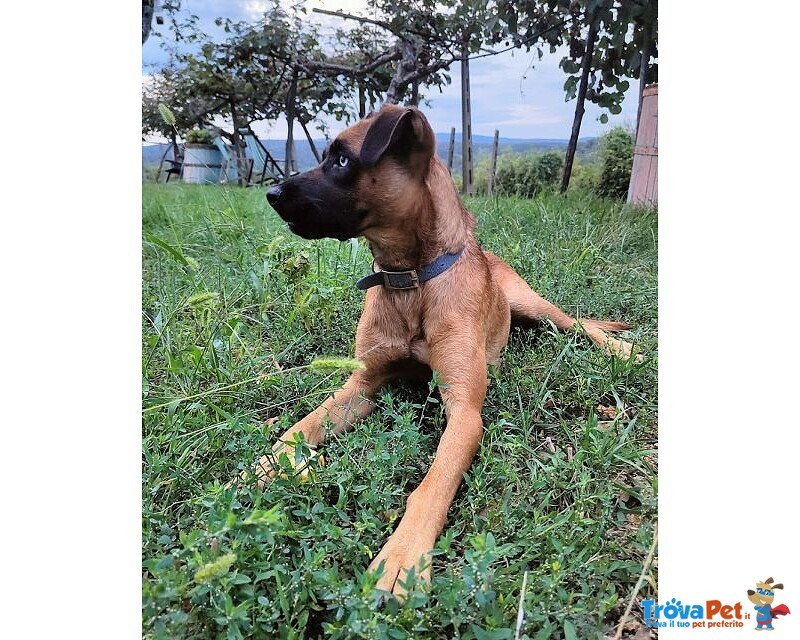 Blu solo come Figlio Unico! Buono con le Persone - Foto n. 2