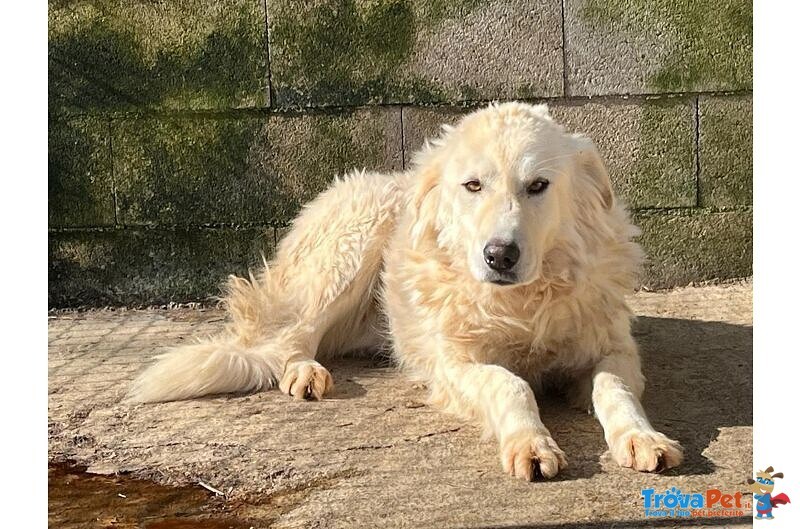 Sole 6 anni Tranquillo e Pacato - tg Grande - Foto n. 1