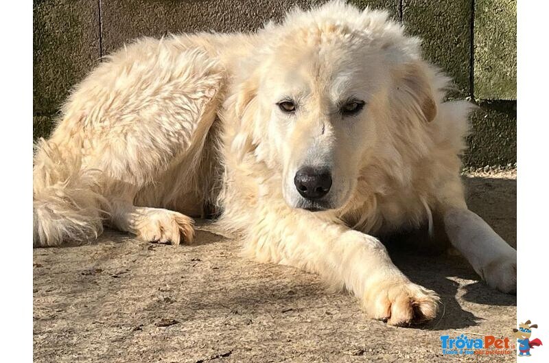 Sole 6 anni Tranquillo e Pacato - tg Grande - Foto n. 2