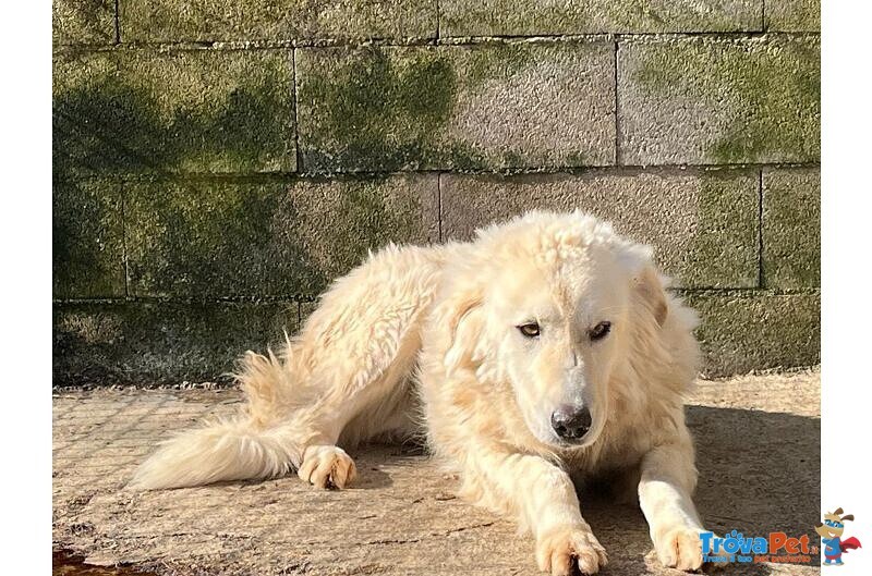 Sole 6 anni Tranquillo e Pacato - tg Grande - Foto n. 4