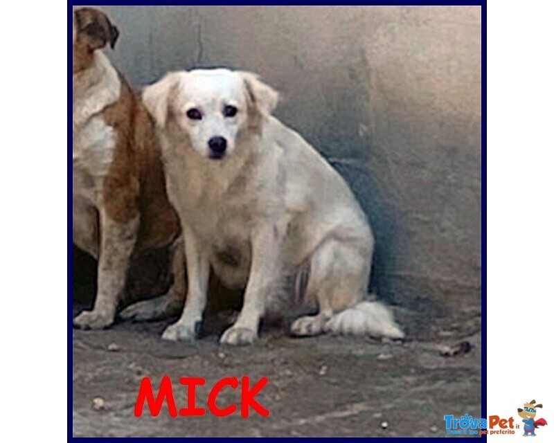 Mick sui 6anni tg Medio Picc. Cerca Rassicurazione - Foto n. 1