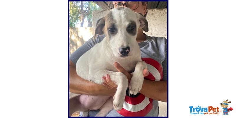 Zinnia 3,5 anni con la Mascherina tg Media - Foto n. 1