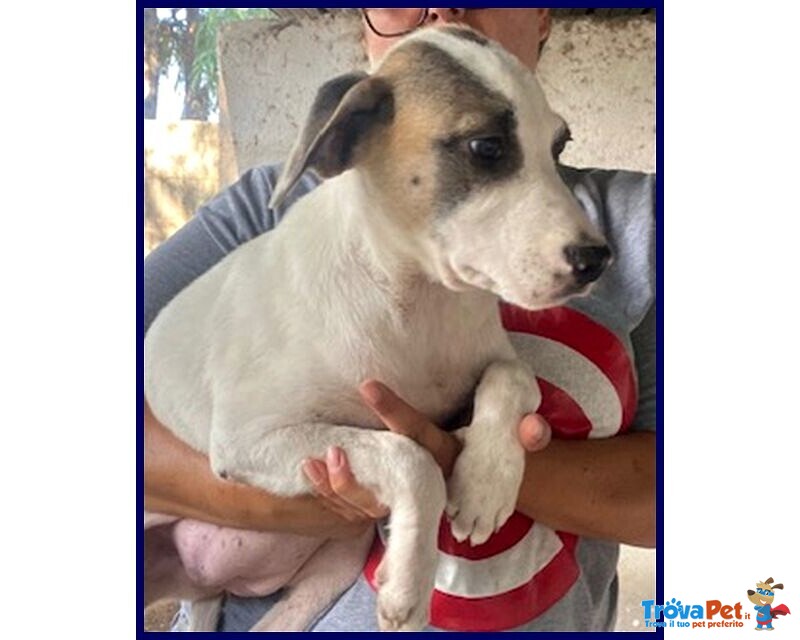 Zinnia 3,5 anni con la Mascherina tg Media - Foto n. 2