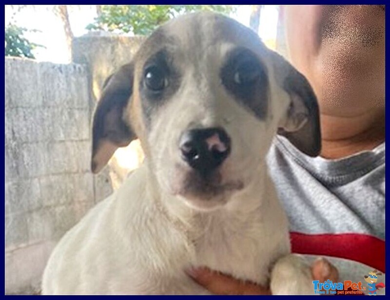 Zinnia 3,5 anni con la Mascherina tg Media - Foto n. 3