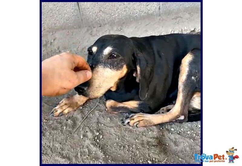 Daima sui 7anni Tranquilla e Buona - Foto n. 2