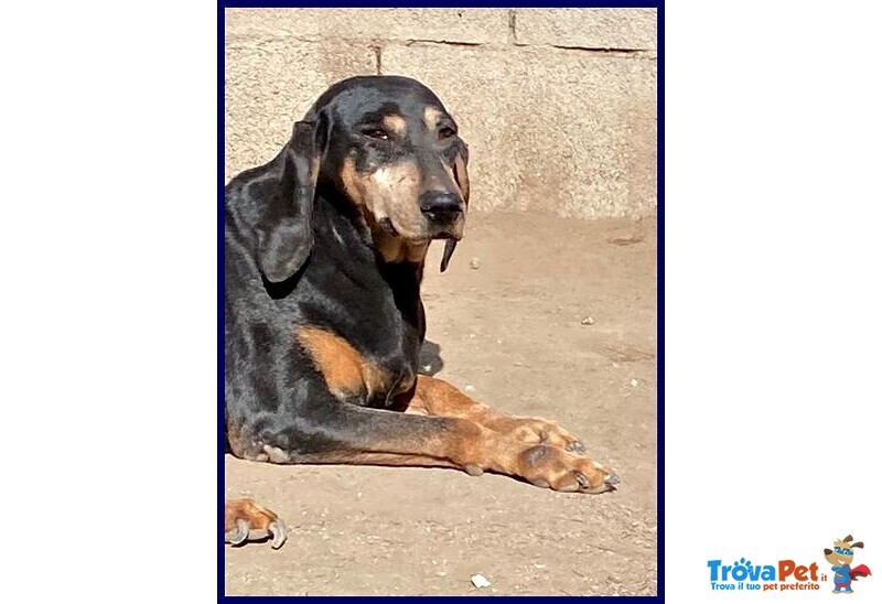 Daima sui 7anni Tranquilla e Buona - Foto n. 4