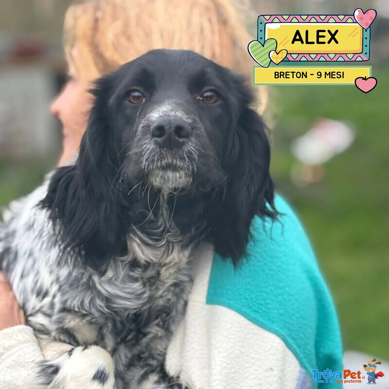 Alex Epagneul Breton 9 mesi Cerca casa - in Adozione - Foto n. 1