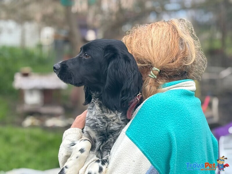 Alex Epagneul Breton 9 mesi Cerca casa - in Adozione - Foto n. 2