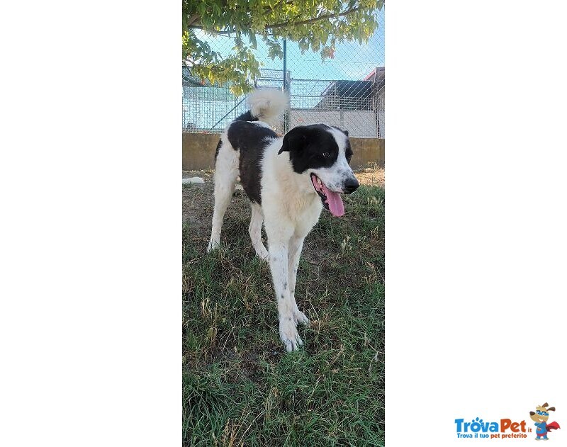 Brando Giovane e Buono! - Foto n. 2