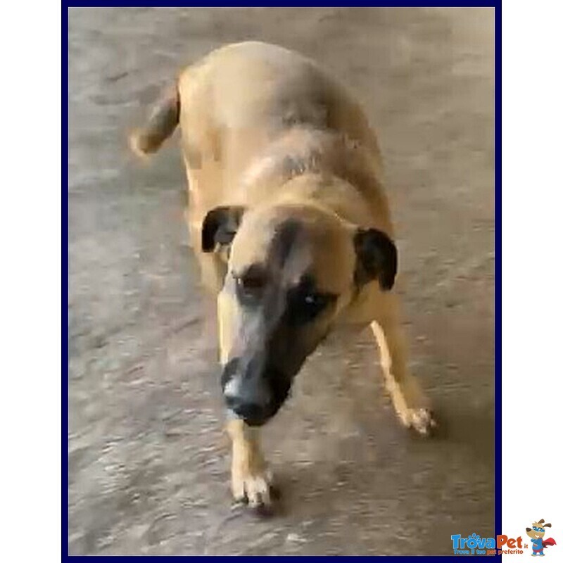 Ketchup Socievole Simpaticone - Foto n. 3