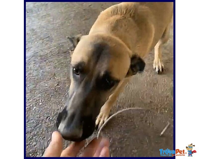 Ketchup Socievole Simpaticone - Foto n. 4