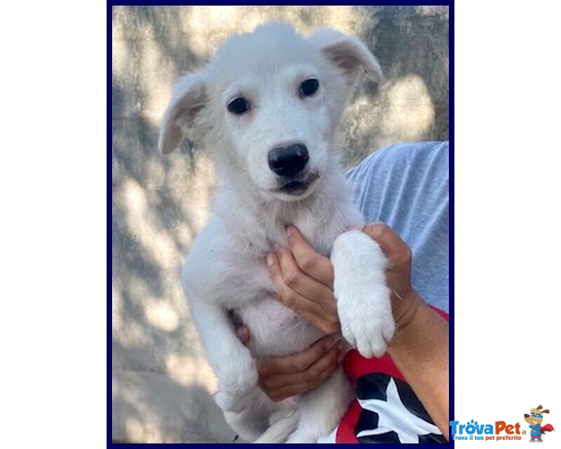 Orchidea sui 3 anni Dolcissima! tg Media - Foto n. 1