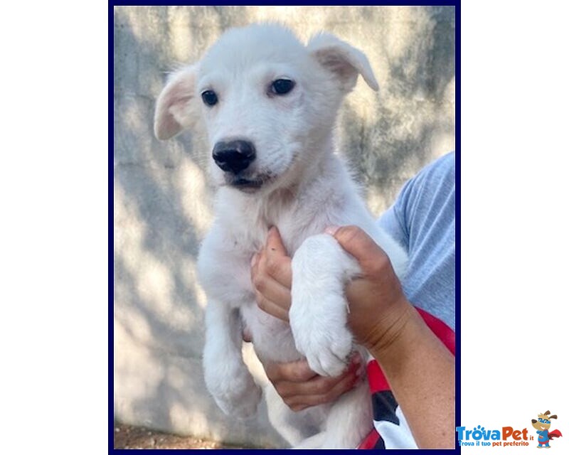 Orchidea sui 3 anni Dolcissima! tg Media - Foto n. 2