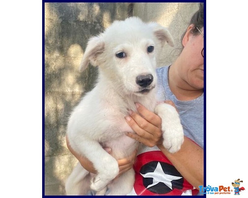 Orchidea sui 3 anni Dolcissima! tg Media - Foto n. 3