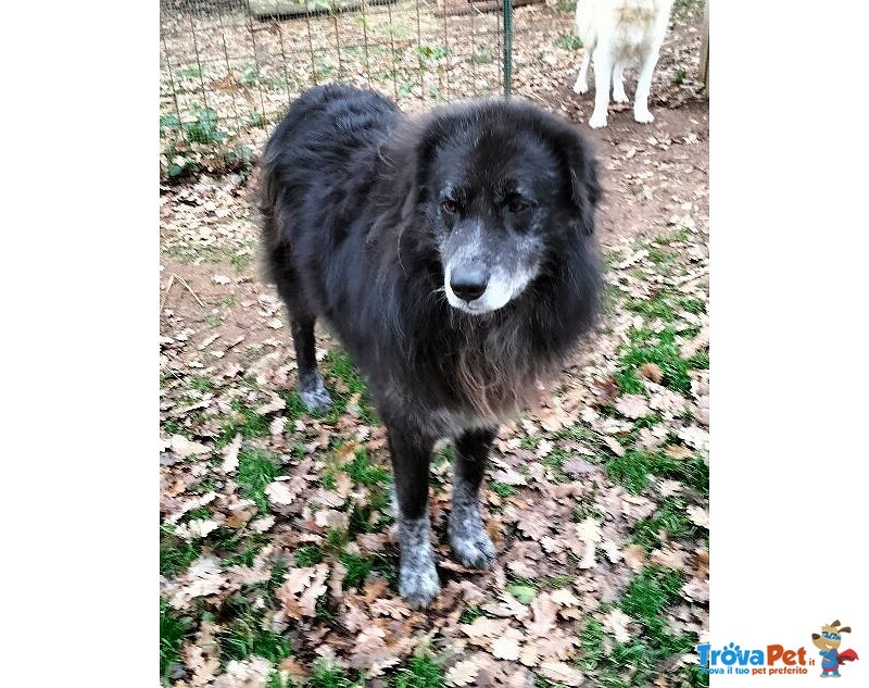 Lupo Dolcissimo Pastore tg Grande - Foto n. 6