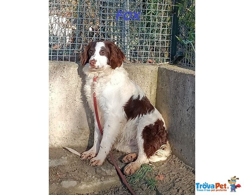 Fox sui 3 anni un Timidino tg Mediopicc - Foto n. 3