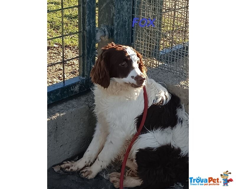 Fox sui 3 anni un Timidino tg Mediopicc - Foto n. 4