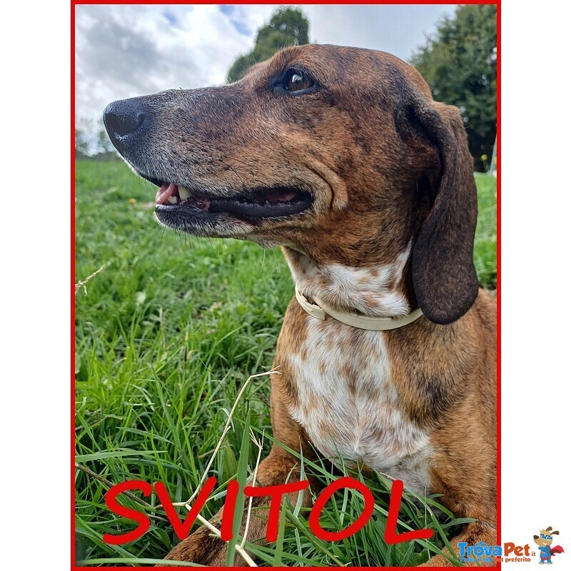Svitol Segugetta 5 Anni - Foto n. 1