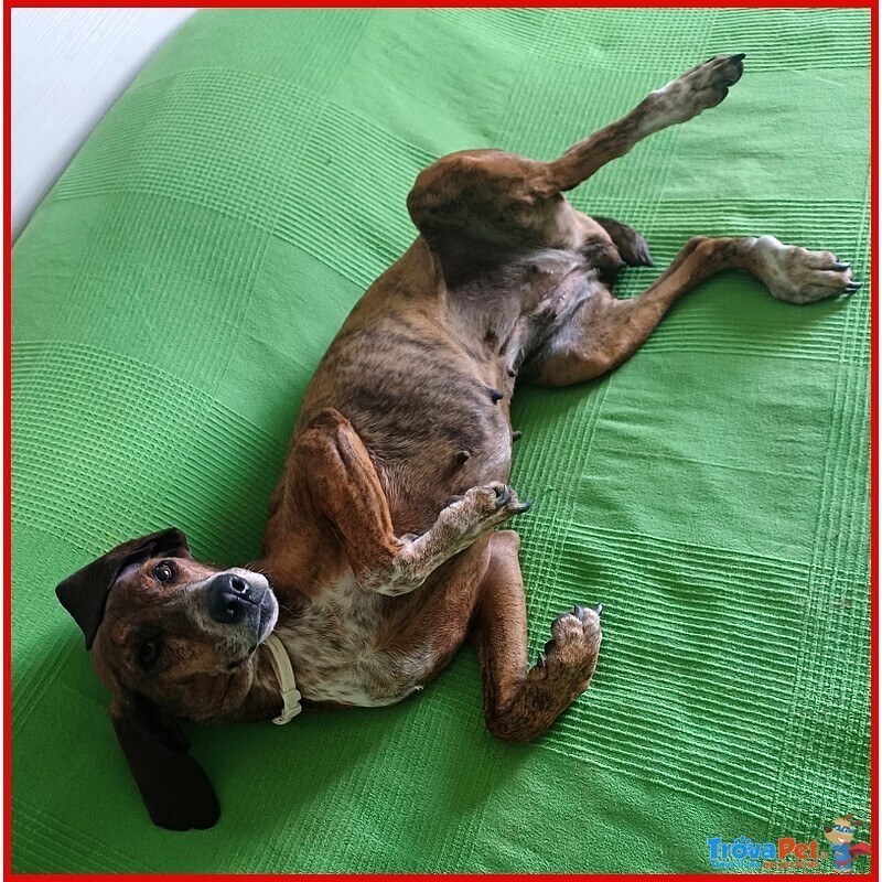 Svitol Segugetta 5 Anni - Foto n. 2