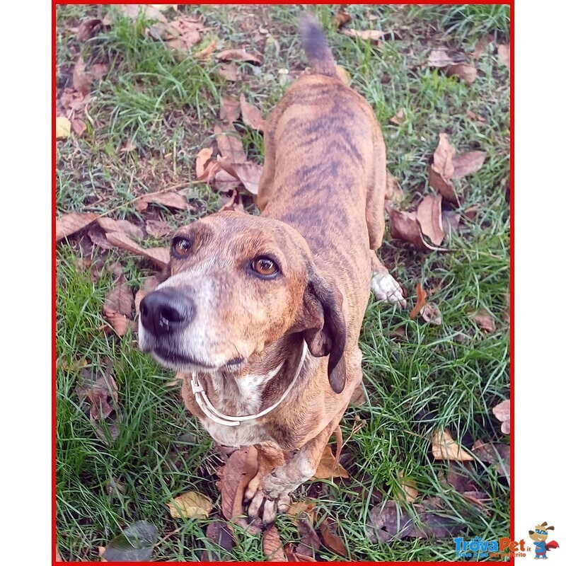 Svitol Segugetta 5 Anni - Foto n. 4