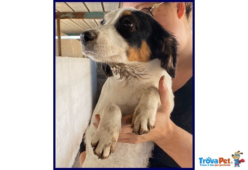 Filadelfia Giovane tg Mediopicc. - Foto n. 1