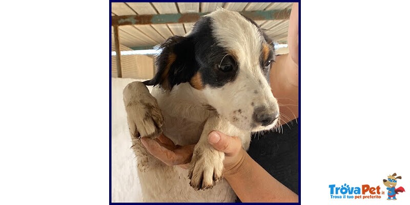 Filadelfia Giovane tg Mediopicc. - Foto n. 2