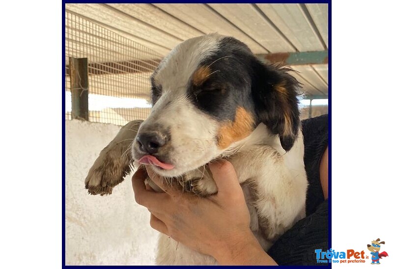 Filadelfia Giovane tg Mediopicc. - Foto n. 3