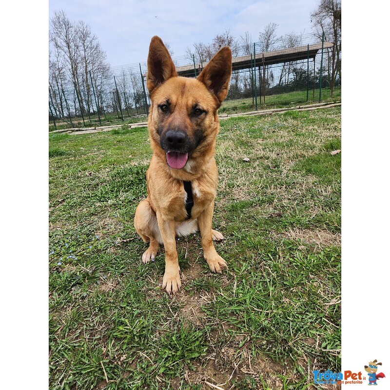 Miren Taglia Media - Foto n. 1